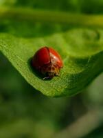 Red lady bug photo