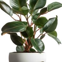 rubber plant in a white pot on a white background, AI Generative photo