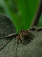 Spider image on leaf photo