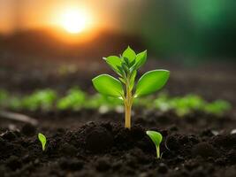 Green sprouts in dark soil against a blurred background symbolize growth and potential with the beautiful sunset. AI generated. photo