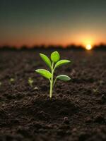 Green sprouts in dark soil against a blurred background symbolize growth and potential with the beautiful sunset. AI generated. photo