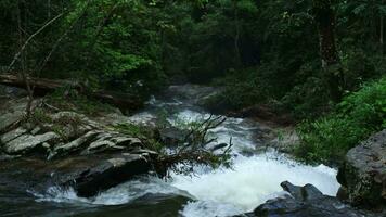 hermosa cascada en el selva con claro agua. corriente corriendo rápido en el verde bosque en el lluvioso estación. tranquilo y pacífico paisaje de naturaleza video