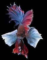 Beautiful movement of red blue Betta fish, Rhythmic close up of Siamese fighting fish, Betta splendens, Halfmoon betta of Thailand, isolated on black background. photo