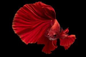 Beautiful movement of red betta fish, Siamese fighting fish, Betta splendens isolated on black background. Studio shot. photo