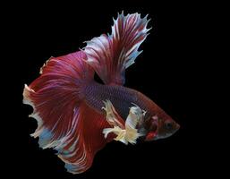 Rhythmic of red betta fish, Beautiful movement of Siamese fighting fish, betta splendens Halfmoon betta, isolated on black background. photo