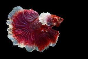 rojo blanco siamés luchando pescado lujoso media Luna betta, el Moviente momento hermosa de Betta pescado en tailandia Betta splendens pla kad, aislado en negro antecedentes. foto