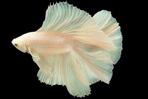 Against the stark contrast of the black background the white betta fish stands out like a luminous gem captivating attention with its striking beauty. photo