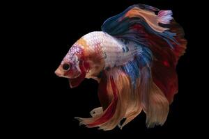 Beautiful movement of red white betta fish, Siamese fighting fish, Betta splendens isolated on black background. Studio shot. photo