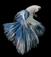 hermosa movimiento de blanco azul Betta pez, siamés luchando pez, Betta splendens de tailandia, aislado en negro antecedentes. foto