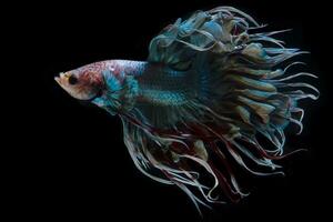 Closeup art movement of Multi colour betta fish,Betta fish, Siamese betta isolated on black background. photo