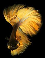 The golden tailed betta fish gracefully glides through the water its vibrant tail shimmering like rays of sunlight casting a mesmerizing golden glow. photo