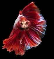 Close up of red Betta fish. Beautiful Siamese fighting fish, Betta splendens isolated on black background. photo