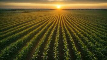 panorama ver de campo paisaje con maíz campo, hermosa maíz campo en puesta de sol. ai generativo foto