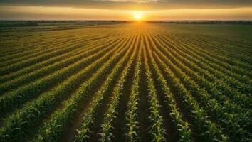 Panorama view of countryside landscape with corn field, Beautiful Maize field in sunset. ai generative photo