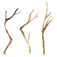 aquarelle illustration de sec arbre branches . rune dessin png