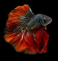 Beautiful movement of red blue Betta fish, Siamese fighting fish, Betta splendens of Thailand, isolated on black background. photo