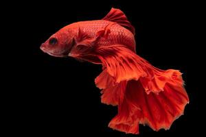 rojo color Betta brilla, movimiento de siamés luchando pez, Betta pescado, siamés Betta con negro antecedentes. foto