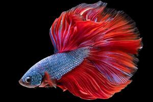 Beautiful movement of blue red betta fish, Siamese fighting fish, Betta splendens isolated on black background. Studio shot. photo