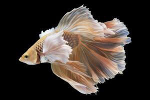 Beautiful movement of red betta fish, Siamese fighting fish,  betta splendens isolated on black background. photo