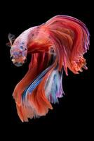 Beautiful movement of red white betta fish, Siamese fighting fish, Betta splendens isolated on black background. Studio shot. photo