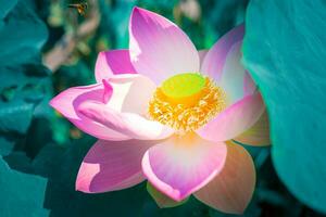 Close-up beautiful Indian lotus flower in pond.Pink big Lotus Flower background Lily Floating on The Water. photo