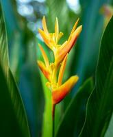 hermosa heliconia flor en ligero y oscuro tropical hoja naturaleza antecedentes. foto