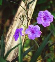 Purple Ruellia tuberosa flower beautiful blooming flower green leaf background. Spring growing purple flowers and nature comes alive photo