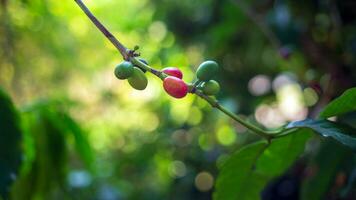 de cerca de rojo café frijoles madurez, Fresco café, rojo baya rama, agricultura en café árbol foto