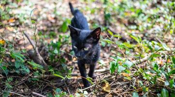 A cute black native Thai kitten walks on grass outdoors in the park in the sunlight morning. photo