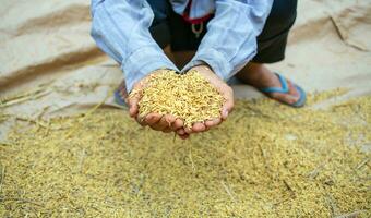 Paddy seeds in the hands of farmers after harvesting in Asia. golden yellow paddy in hand photo