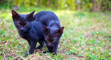 Two adorable black kittens playing running and chasing each other happily together.Kittens in the garden photo