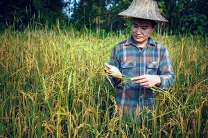 happy Asian man farmer harvesting rice in fram, a young farmer standing in a paddy field examining crops at sunset. photo