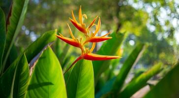 Beautiful Heliconia flower on light and dark tropical leaf nature background. photo