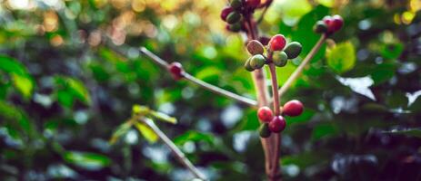 de cerca de rojo café frijoles madurez, Fresco café, rojo baya rama, agricultura en café árbol foto