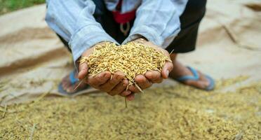 Paddy seeds in the hands of farmers after harvesting in Asia. golden yellow paddy in hand photo