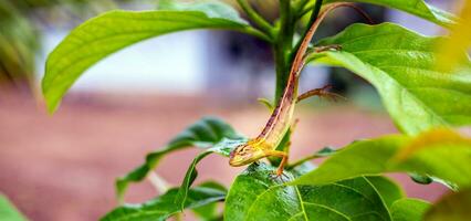 Oriental garden lizard on avocado tree ,oriental Garden Lizard - Calotes versicolor, colorful changeable lizard from Asian forests and bushes,Thailand photo