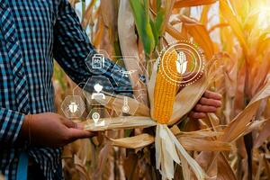 Farmer checking corn crop cultivated field with smart farming interface icons. Smart and new technology for agriculture, GMO science in corn field concept. photo