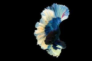 Blue and white Siamese Fighting Fish in Thailand, Betta fish,  Betta splendens, Rhythmic of Betta fish isolated on black background with clipping path. photo