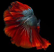 Beautiful movement of red blue Betta fish, Siamese fighting fish tail, Betta splendens of Thailand, isolated on black background. photo