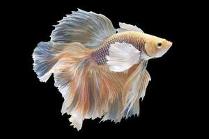 Beautiful movement of yellow betta fish, yellow Siamese fighting fish, Betta splendens on black background, Studio shot. photo