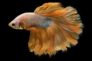 The orange tailed betta fish glides through the water its luxurious tail trailing behind it symbolizing opulence and grandeur. photo