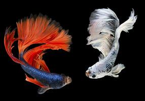 rojo azul y blanco siamés luchando pez, dos lujoso media Luna betta, el Moviente momento hermosa de Betta pescado en tailandia Betta splendens en negro antecedentes. selectivo atención en azul rojo betta. foto