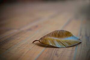 Close up of dry leaf on the wooden floor, Brown leaf - Image photo