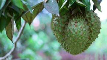 fechar-se, durian fruta em a árvore dentro a durian jardim. natural verde durian fruta árvore. video