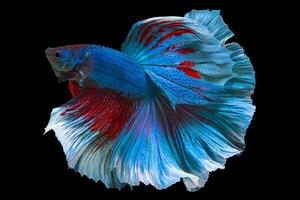 Beautiful movement of blue red betta fish, Siamese fighting fish, Betta splendens isolated on black background. Studio shot. photo