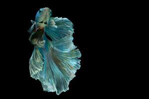 Dark green betta fish Fancy Halfmoon Betta, The moving moment beautiful of Siamese Fighting fish in Thailand. Betta splendens, Rhythmic of Betta fish isolated on black background photo