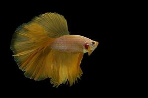 Beautiful Rhythmic of Siamese fighting fish, Betta fish, Betta splendens, Yellow Halfmoon isolated on black background with clipping path. photo