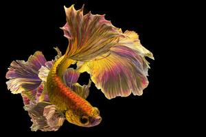 Golden betta fish Fancy Halfmoon Betta The moving moment beautiful of Siamese Fighting fish in Thailand. Betta splendens Pla-kad, Rhythmic of Betta fish isolated on black background photo