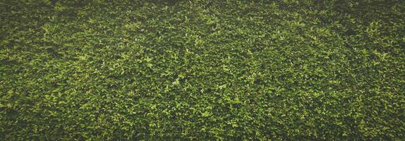 green grass texture, Green grass seamless texture, panoramic banner background, Green Leaves background photo