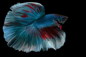 Close up of blue red Betta fish. Beautiful movement of Siamese fighting fish, Betta splendens isolated on black background, Studio shot. photo